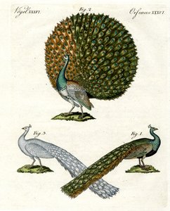 Verschiedene Arten von Pfauen von German School