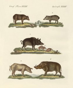 Verschiedene Arten von Schweinen