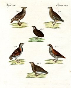 Verschiedene Arten von Wachteln