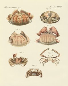 Verschiedene Arten von Garnelen und Krabben (Farbstich) von German School