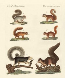 Verschiedene Arten von Eichhörnchen