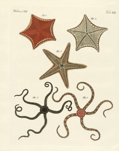 Verschiedene Arten von Seesternen