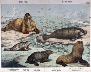 Verschiedene Arten von Robben (marmorierte Robbe links), Walross (oben links) und Seelöwen - in „Naturgeschichte der Säugetiere“, ed. Schreiber, München