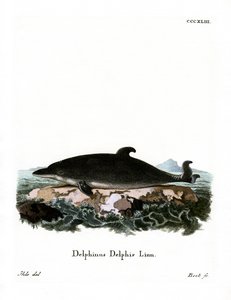 Delfin von German School
