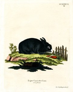 Hauskaninchen von German School