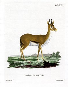 Dorcasgazelle