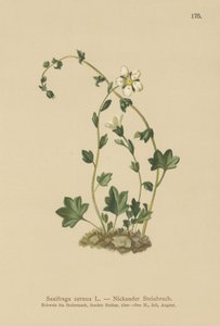 Nickende Steinbrech (Saxifraga cernua)