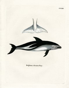 Dunkler Delfin