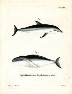 Dunkler Delfin