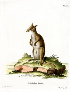 Dunkles Wallaby