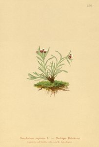 Zwerg-Ruhrkraut (Gnaphalium supinum) von German School