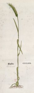 Weizenähre, aus dem Herbarium von Leonhart Fuchs, veröffentlicht in Basel, 1555 von German School