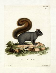 Östliches Fuchshörnchen