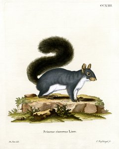 Östliches Grauhörnchen von German School