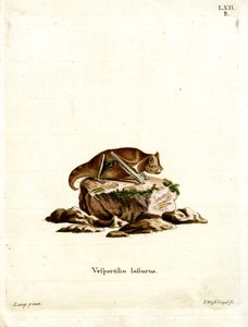 Östliche Rote Fledermaus von German School