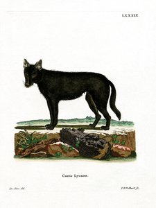 Östlicher Timberwolf von German School