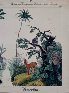 Bildungsposter mit Flora und Fauna Südamerikas, rechte Seite, veröffentlicht von F. Wentzel, Weißenburg, 1840