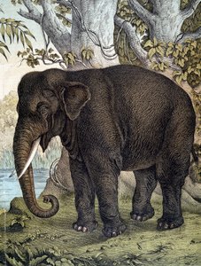 Elefant - in „Naturgeschichte der Säugetiere“, hrsg. von Schreiber, München von German School