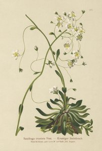 Krustiger Steinbrech