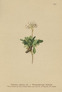 Ganzblättriger Baldrian (Valeriana saliunca) von German School