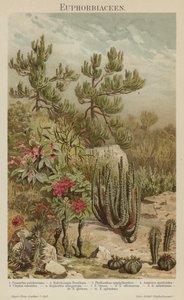 Euphorbien (Farblithografie) von German School