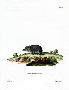 Eurasische Spitzmaus von German School
