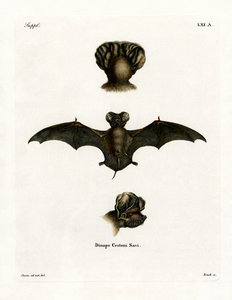 Europäische Freischwanzfledermaus von German School