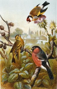Stieglitz, Icterine Greenbul und Gimpel, Tafel aus "Brehms Tierleben: Allgemeine Kunde des Tierreichs", Bd. 4, S. 57, veröffentlicht vom Bibliographischen Institut von German School