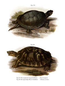 Europäische Sumpfschildkröte
