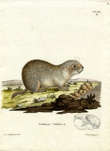 Europäischer Ziesel von German School