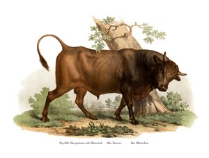 Europäisches Rind, 1860