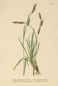 Immergrüne Segge (Carex sempervirens)