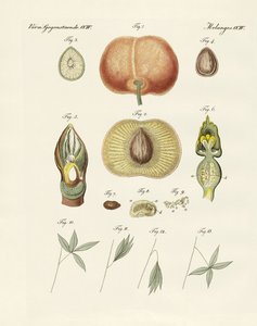 Evolution und Fortpflanzung von Pflanzen und Schlaf der Blätter von German School