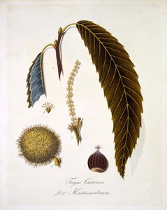 Fagus Castanea, aus 