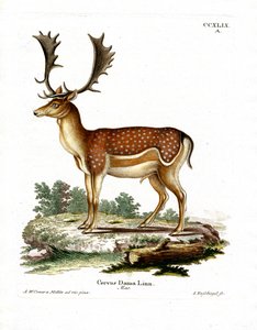 Damwild