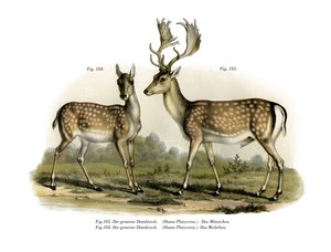Damwild, 1860