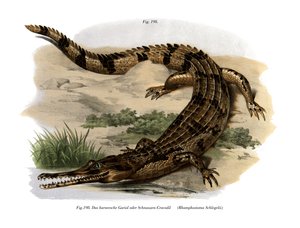 Falscher Gharial