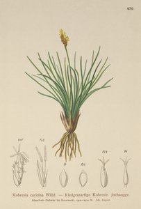 Falsche Segge (Kobresia simpliciuscula, Kobresia caricina) von German School