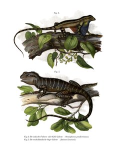 Fächerkehl-Leguan