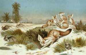 Fennek, Tafel aus "Brehms Tierleben: Allgemeine Kunde des Tierreichs", Bd.2, S.202, veröffentlicht vom Bibliographischen Institut von German School
