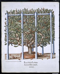 Ficus Indica Eystten aus Hortus Eystettensis von Basil Besler (1561-1629), veröffentlicht 1613 von German School