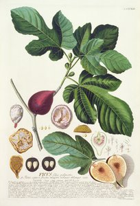 Feige, graviert von Johann Jakob Haid (1704-67), Tafel 73 aus einem botanischen Buch, veröffentlicht von Augustus Vind