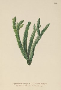 Firn-Bärlapp (Lycopodium Selago)