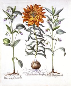 Feuerlilie und Veilchen, aus Hortus Eystettensis, von Basil Besler, 1613 von German School