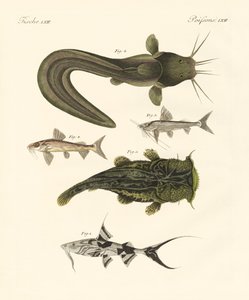 Fische aus Bengalen
