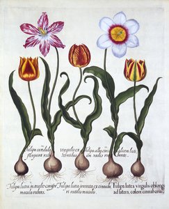 Fünf Tulpen, aus Hortus Eystettensis, von Basil Besler, veröffentlicht 1613