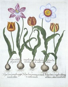 Fünf Tulpen, aus Hortus Eystettensis von Basil Besler (1561-1629), veröffentlicht 1613