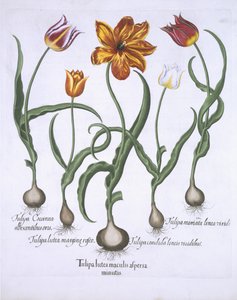 Fünf Tulpen, aus Hortus Eystettensis von Basil Besler (1561-1629), veröffentlicht 1613 von German School