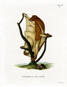 Flughund