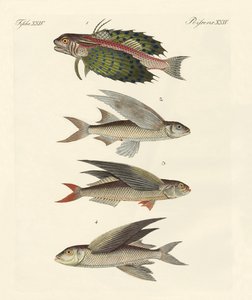 Fliegende Fische von German School